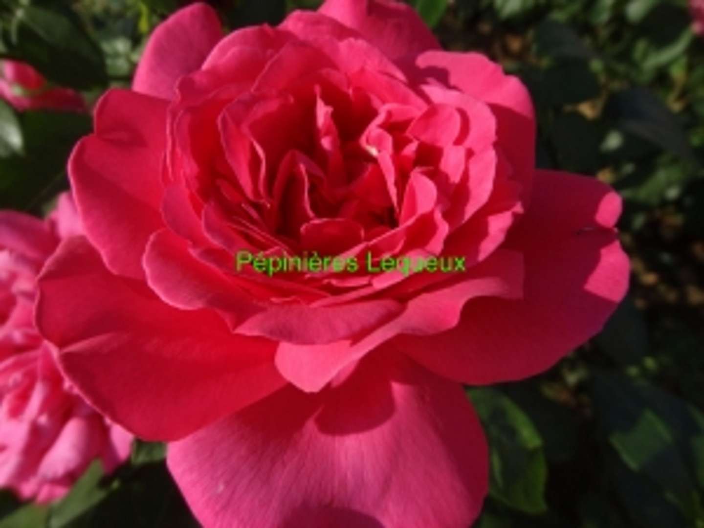 SEXY PARFUMELLA